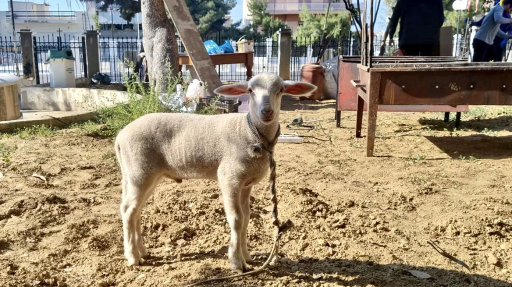 Αδιανόητο περιστατικό στο Κερατσίνι: Πήγαν αρνάκι για σφαγή σε προαύλιο εκκλησίας – Είχαν ανάψει φωτιές (φώτο)
