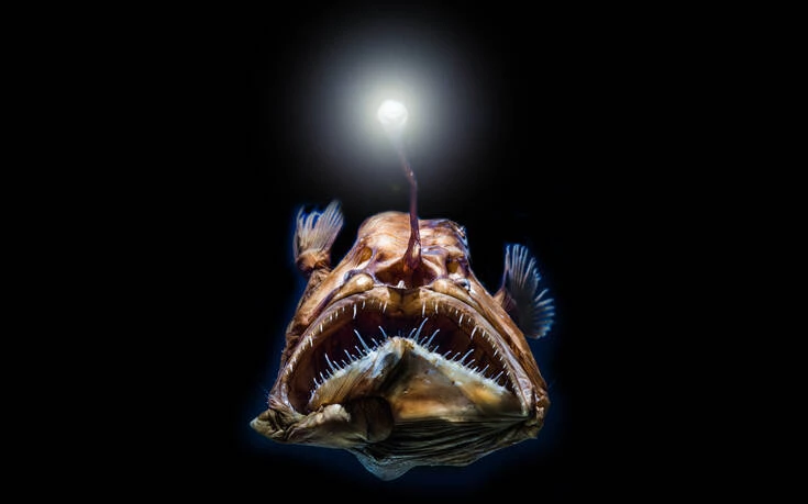 «Ψάρια της αβύσσου»: Απόκοσμες εικόνες που «κόβουν την ανάσα» (φωτό)