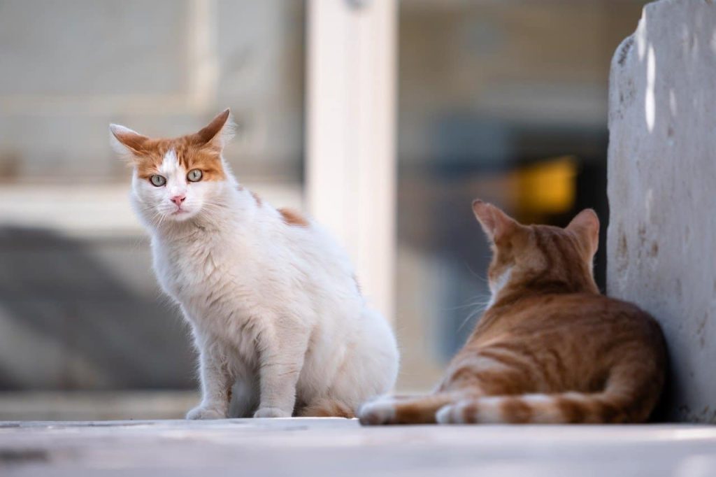 Γιατί οι γάτες κάνουν τόσο… θόρυβο όταν ζευγαρώνουν;