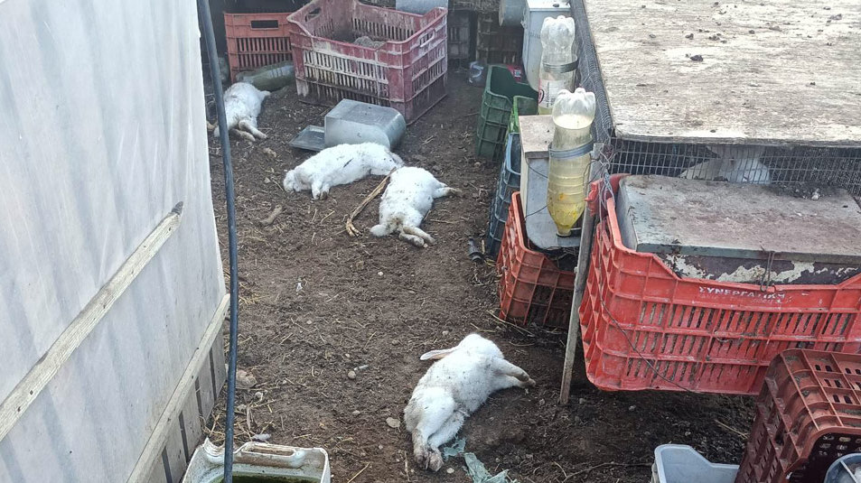 Ιεράπετρα: Μετά τις γαλοπούλες, τα σκυλιά κατασπάραξαν και τα κουνέλια – Στο νοσοκομείο ο ιδιοκτήτης (φωτό-βίντεο)