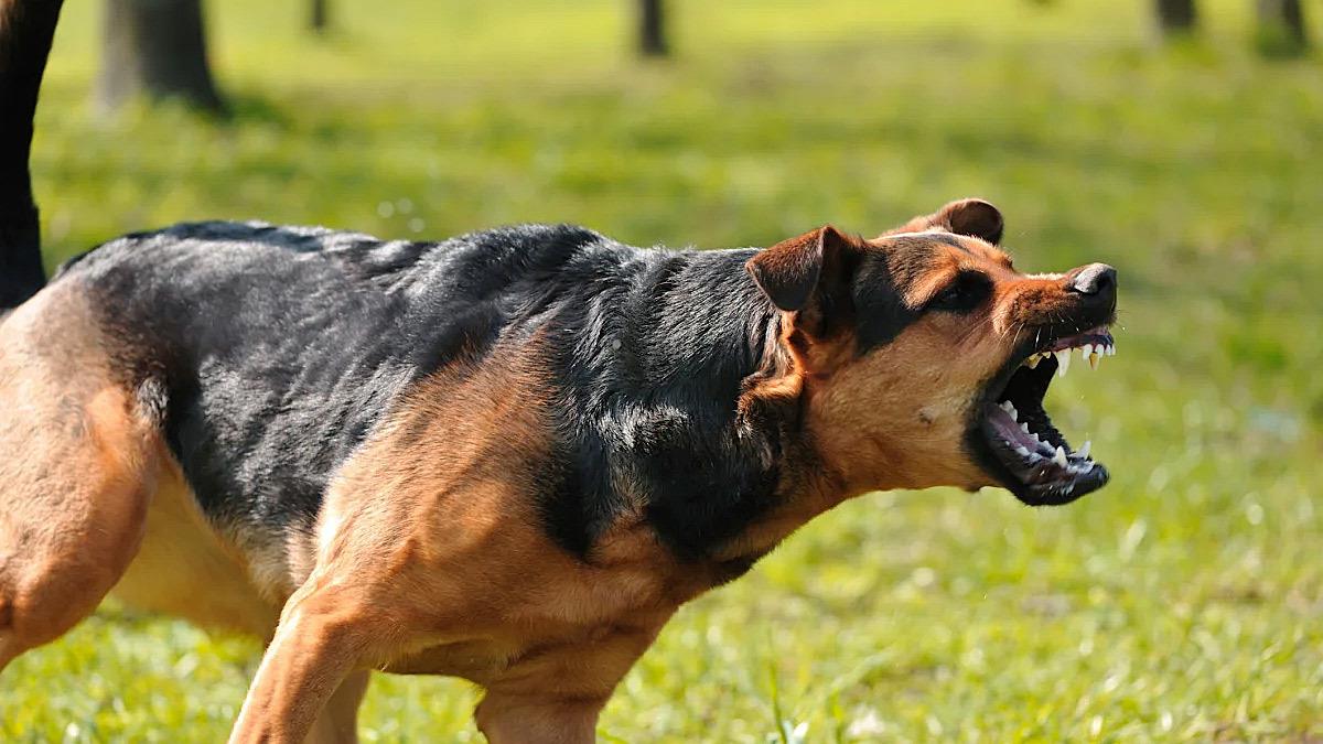 Λαμία: Σκύλος επιτέθηκε και δάγκωσε στα χέρια 52χρονο άνδρα – Μετέβη αιμόφυρτος στο νοσοκομείο