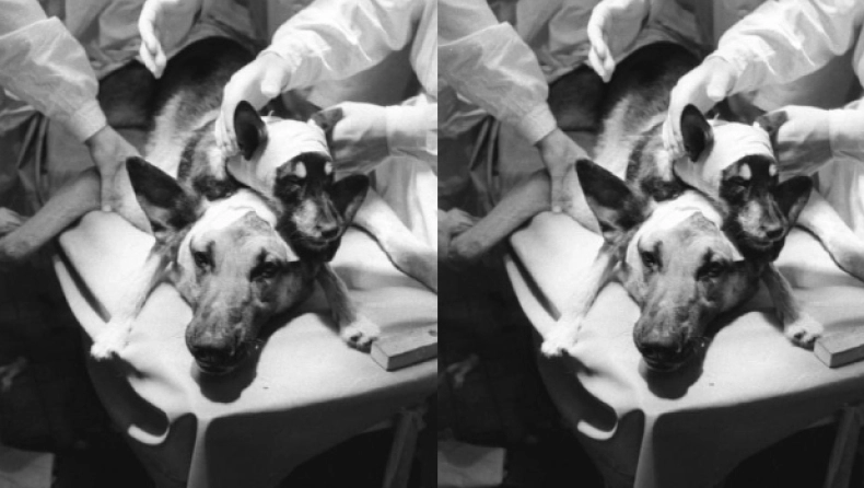 Ο δικέφαλος σκύλος: Το διαβόητο πείραμα που έχει μείνει στην ιστορία