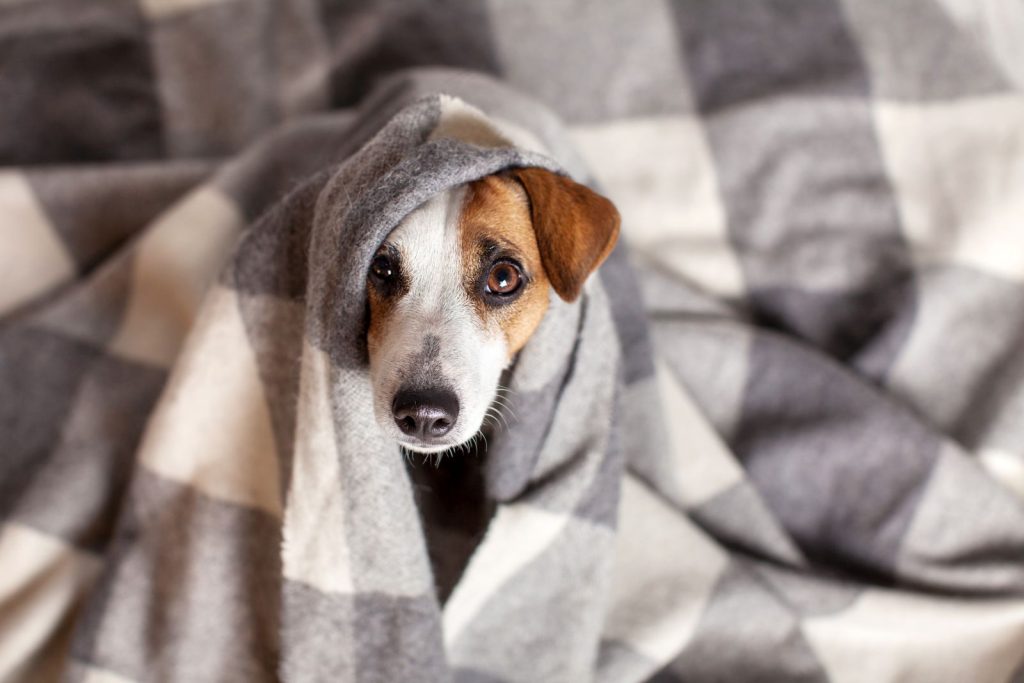 «Γρίπη των σκύλων»: Το νέο στέλεχος που μεταλλάσσεται και μπορεί να μολύνει τον άνθρωπο