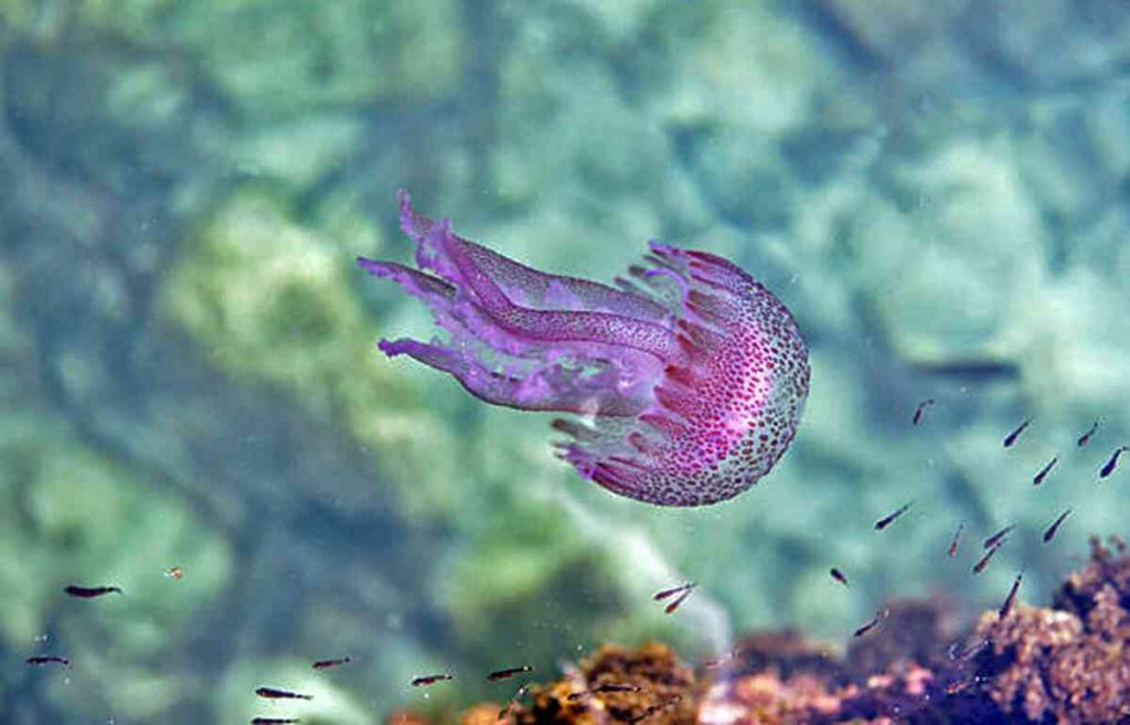 Έκαναν την εμφάνισή τους στα ελληνικά νερά οι πρώτες μωβ μέδουσες – Πού εντοπίστηκαν (χάρτης)