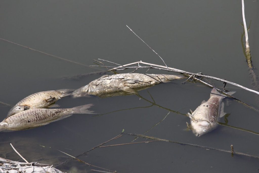 Θεσσαλία: Η λειψυδρία αφήνει το αποτύπωμά της στη λίμνη Κάρλα -Ξεβράστηκαν νεκρά ψάρια (φώτο-βίντεο)