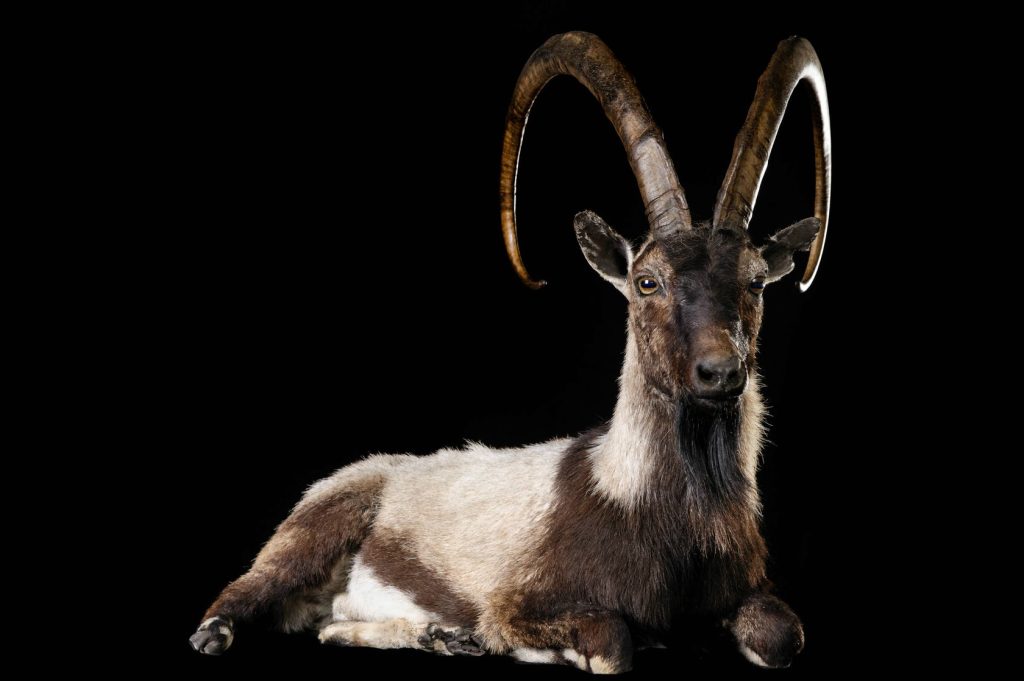 Πέντε είδη σπάνιων και μοναδικών ζώων στην Ελλάδα