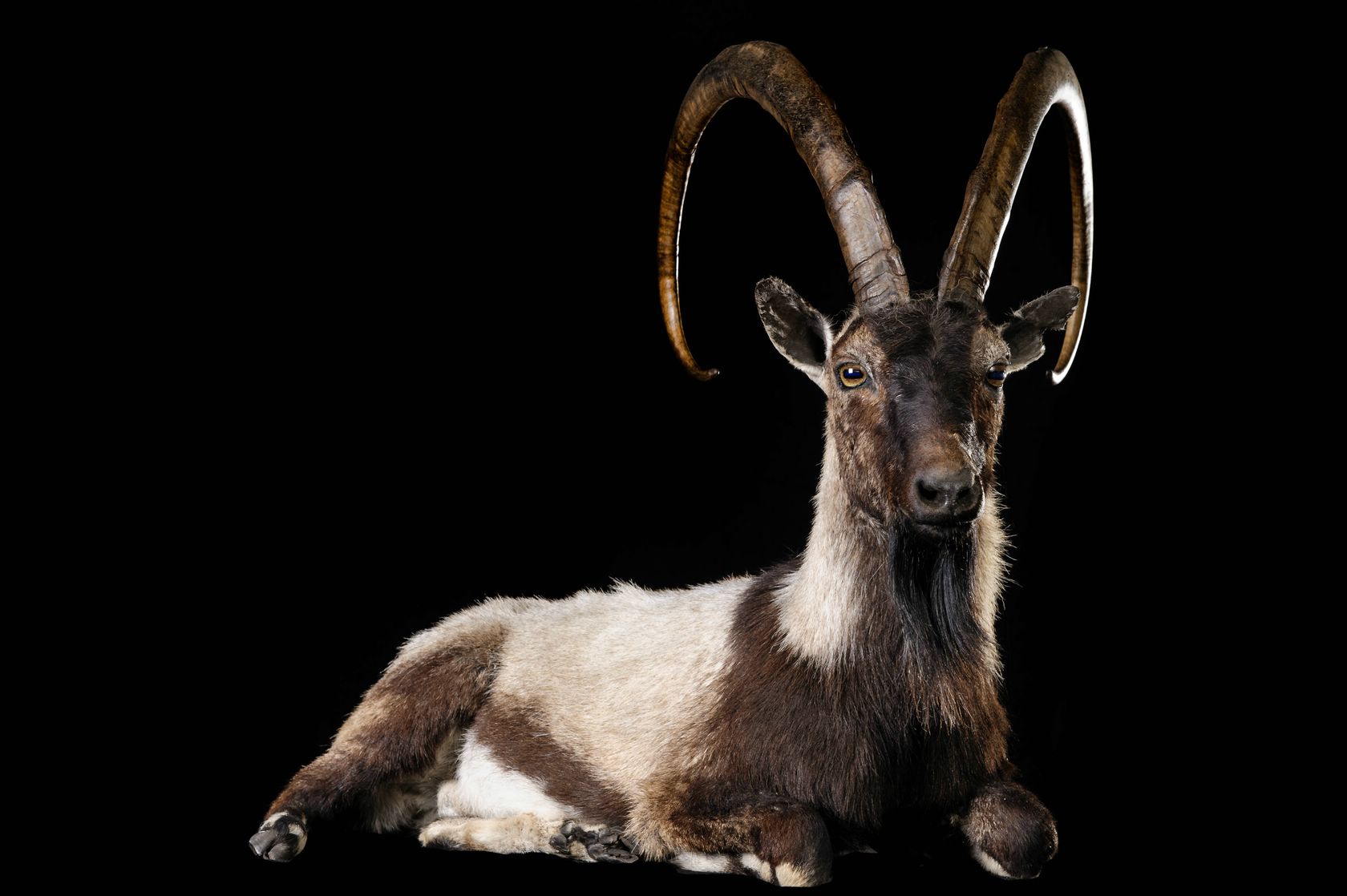 Πέντε είδη σπάνιων και μοναδικών ζώων στην Ελλάδα