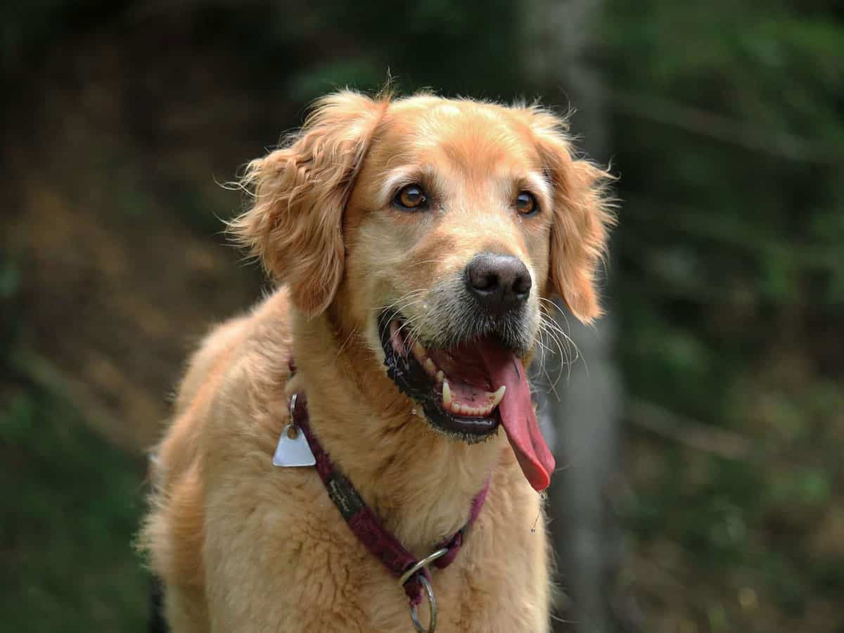 Έχετε αναρωτηθεί; – Αυτά είναι τα εννέα πράγματα που μπορούν να διαισθανθούν τα σκυλιά