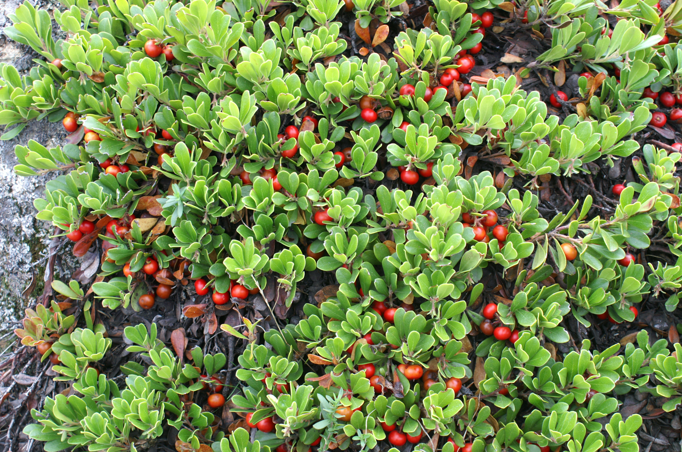 Αρκτοστάφυλο: Το φάρμακο της φύσης για τις παθήσεις του ουροποιητικού συστήματος