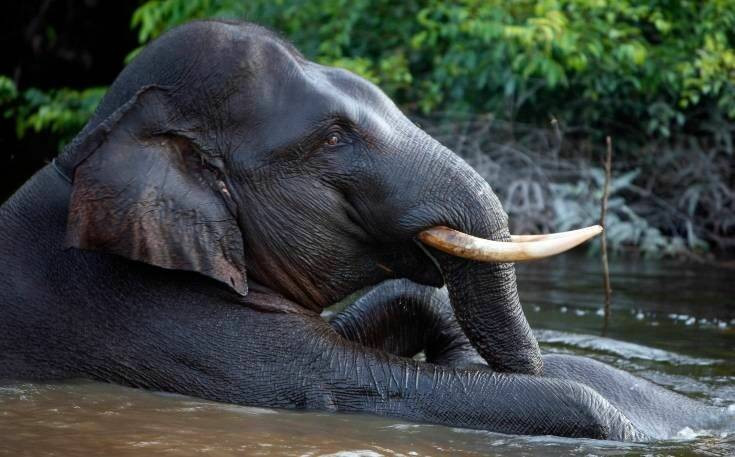 Ινδία: Πεινασμένος ελέφαντας έριξε κάτω τουρίστρια που πήγε να τον δελεάσει με μια μπανάνα (βίντεο)
