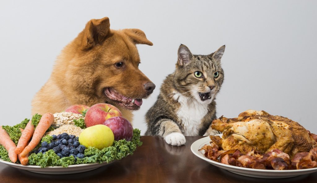 Τελικά τι ισχύει; – Μπορούμε να δώσουμε στον σκύλο ή στη γάτα μας μαγειρεμένο φαγητό;