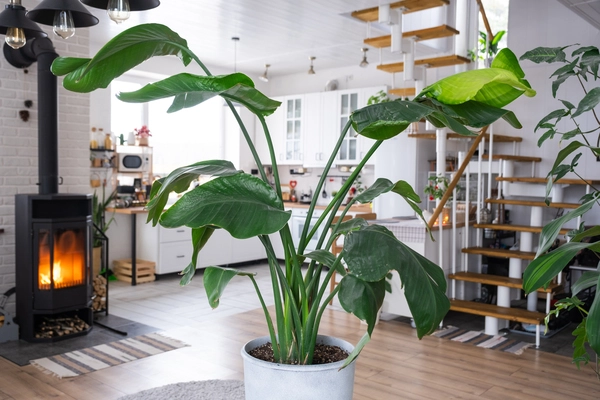Πέντε εντυπωσιακά τροπικά φυτά ιδανικά για να τα βάλεις στο σαλόνι σου