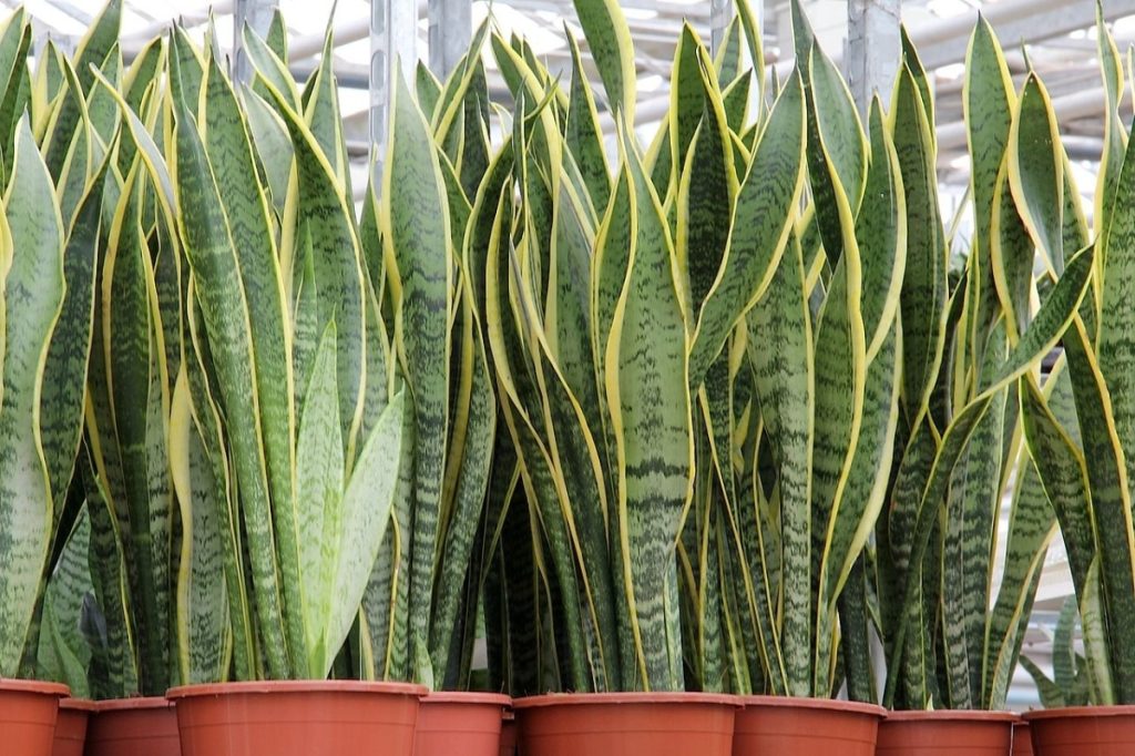 Είναι η σανσεβιέρια το ιδανικότερο φυτό για το δωμάτιο;