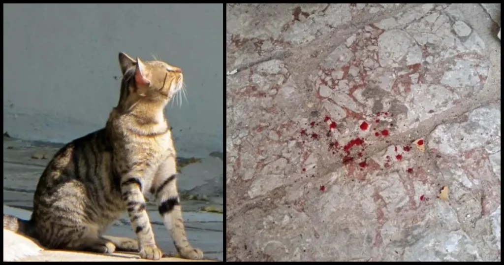 Ύδρα: Πρόστιμο 15.000 ευρώ στον 55χρονο που πέταξε τη γάτα από την ταράτσα