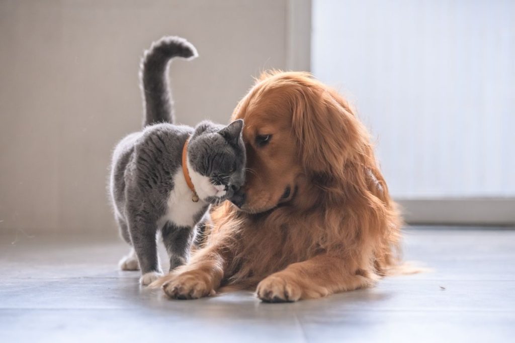 Ξεκαρδιστικό βίντεο: Η επική μάχη ανάμεσα σε έναν σκύλο και μια γάτα