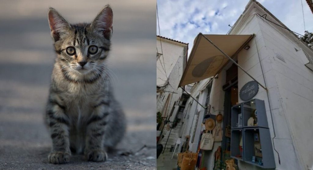 Ύδρα: Στον εισαγγελέα ο δράστης που έριξε γάτα από ταράτσα – «Το έσπρωξα επειδή ανέβηκε στο πιάτο μου» είπε