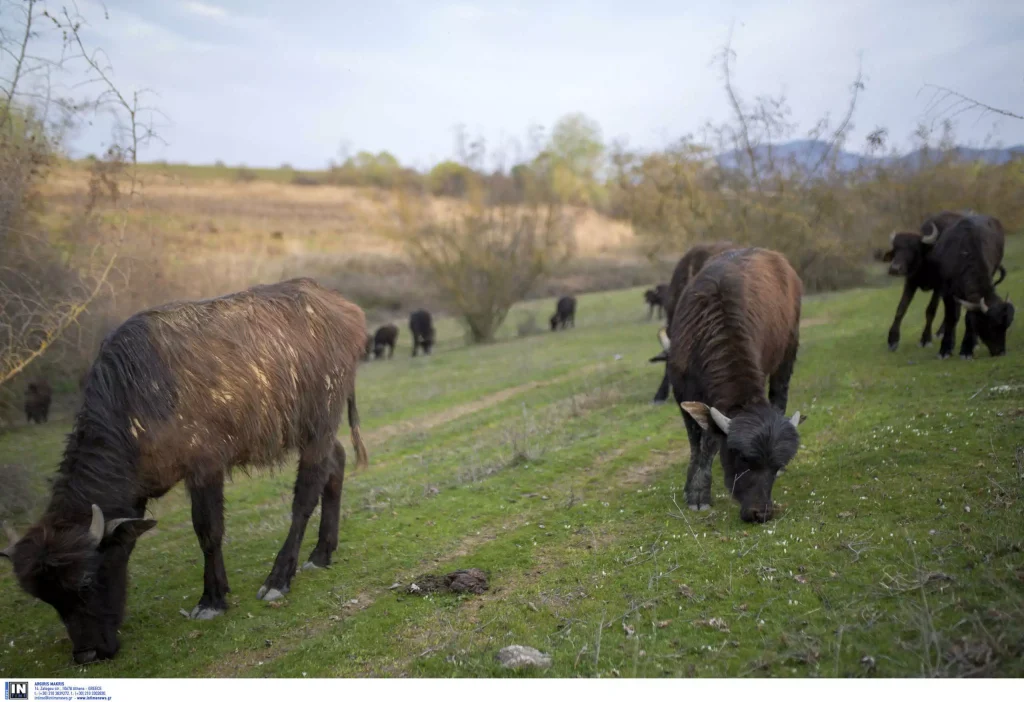 Σέρρες: Επιθέσεις από τσακάλια σε φάρμα με νεροβούβαλα – Ανάστατος ο ιδιοκτήτης