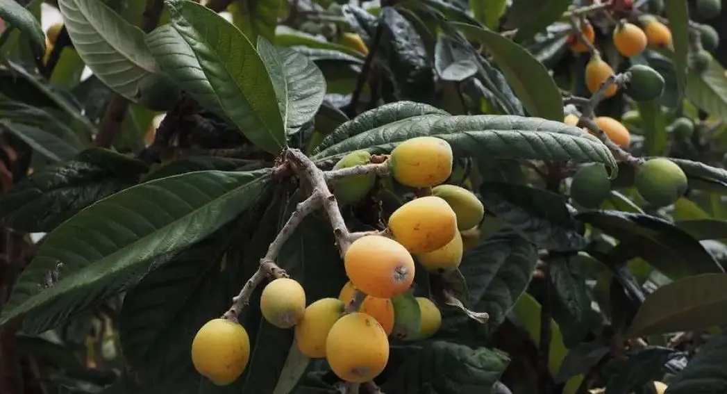 Τραγικό ατύχημα στα Χανιά: Ηλικιωμένος προσπάθησε να μαζέψει μούσμουλα και σκοτώθηκε
