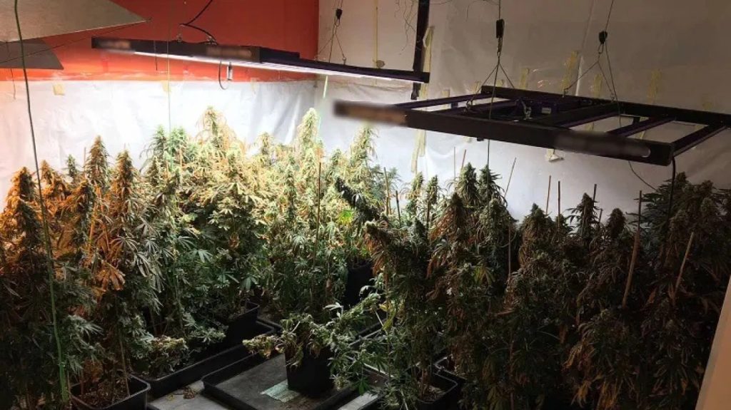 Εξαρθρώθηκε σπείρα που καλλιεργούσε κάνναβη σε απομονωμένες βίλες της Αττικής – Βρέθηκαν πάνω από 30 κιλά (φώτο)