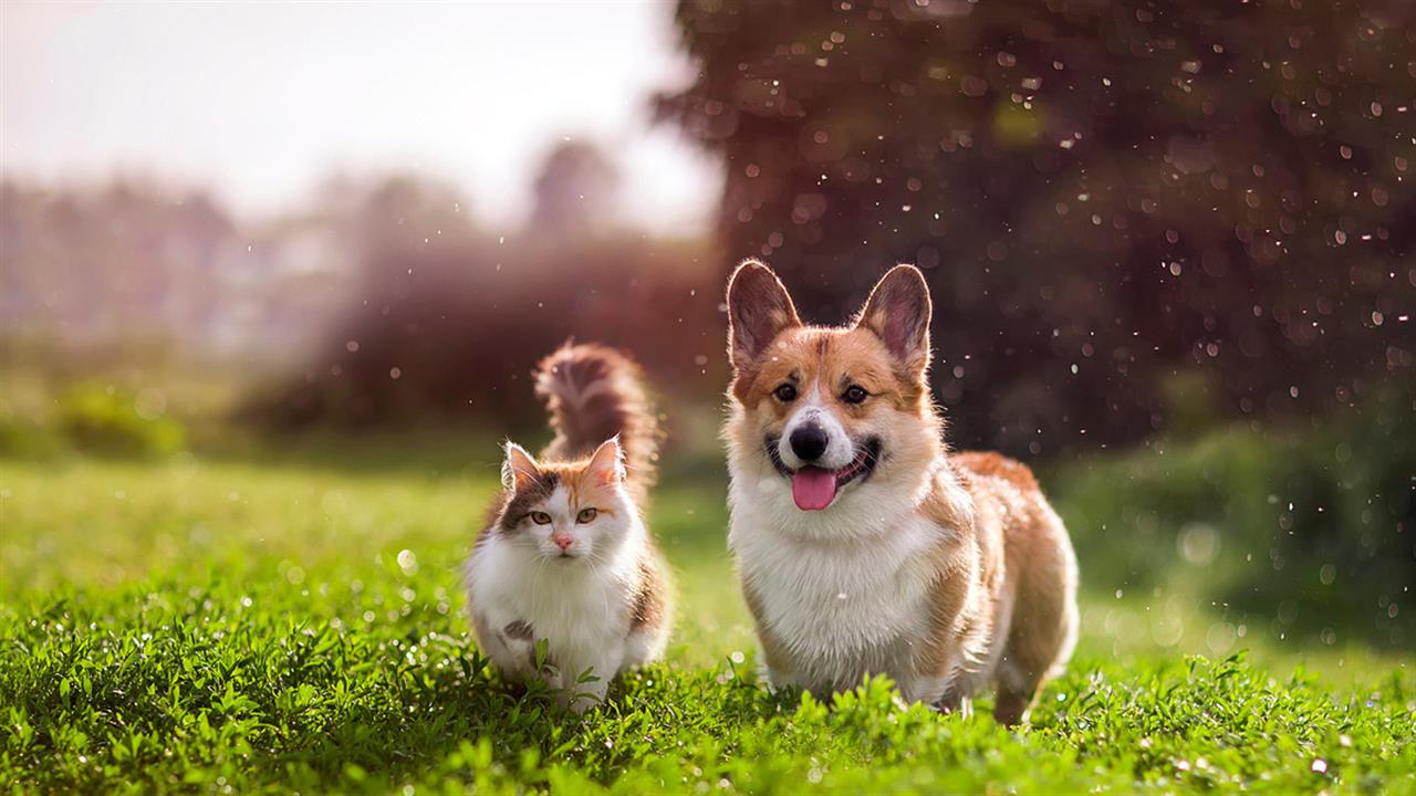 Εκβιασμός σε βάρος ιδιοκτητών ζώων συντροφιάς: Υποχρεωτική η αποστολή δείγματος DNA για τα μη στειρωμένα κατοικίδια