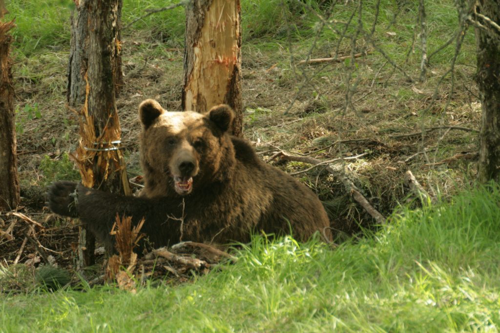 Αρκούδα «κόβει» βόλτες στην ορεινή Χαλκιδική (φωτο)