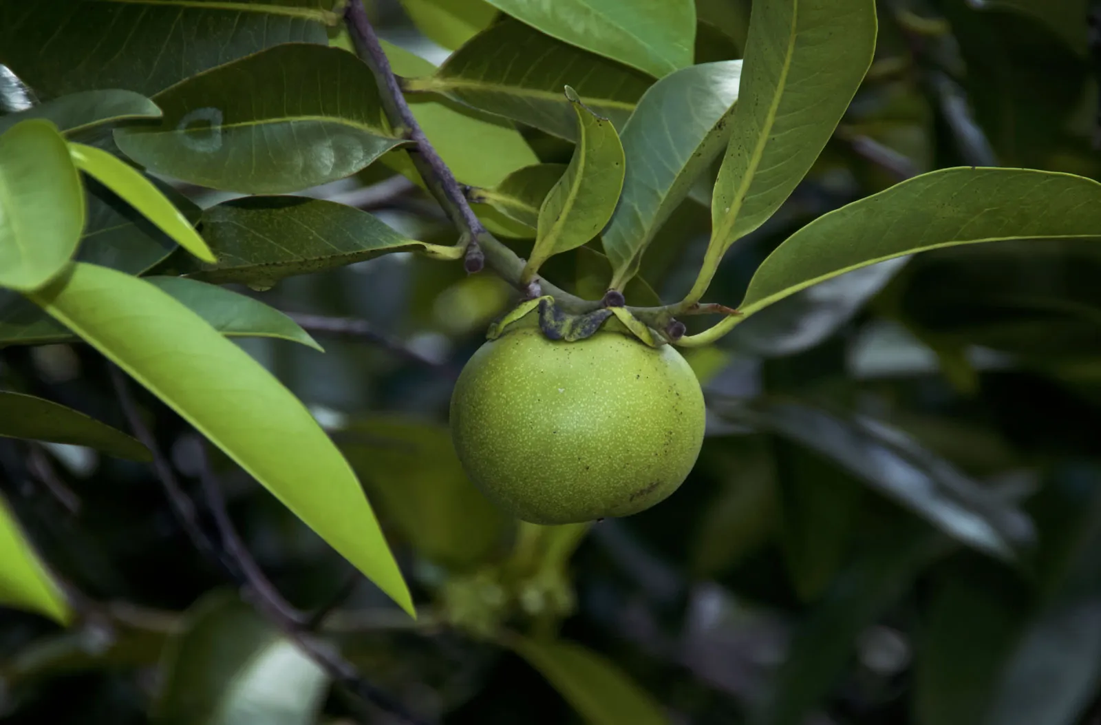 Manchineel: Αυτό είναι το πιο δηλητηριώδες δέντρο στον κόσμο