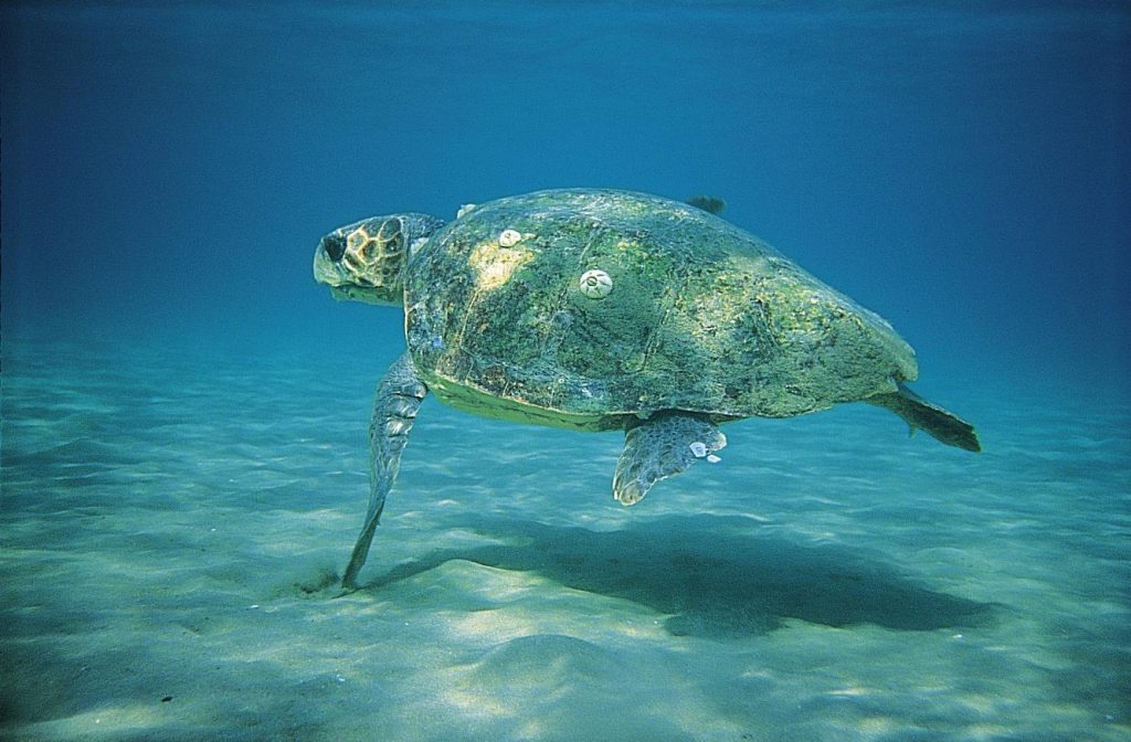 Νεκρή θαλάσσια χελώνα βρέθηκε στη Νάξο – Δέχθηκε μαχαιριά στον λαιμό