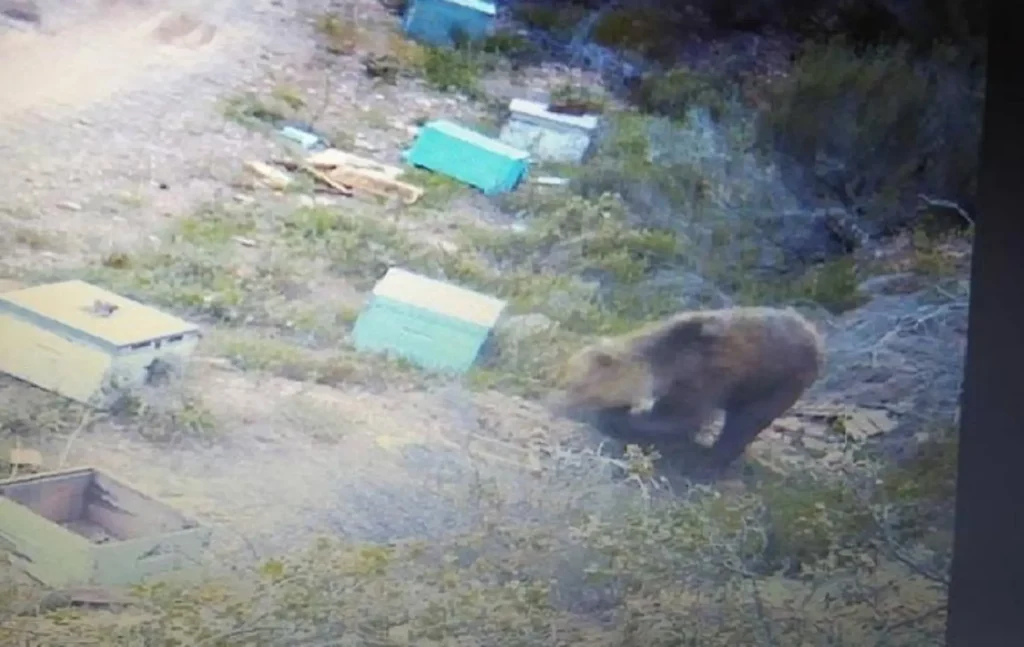 Χαλκιδική: Αρκούδα «σαρώνει» τα μελίσσια – Αναστατωμένοι οι παραγωγοί