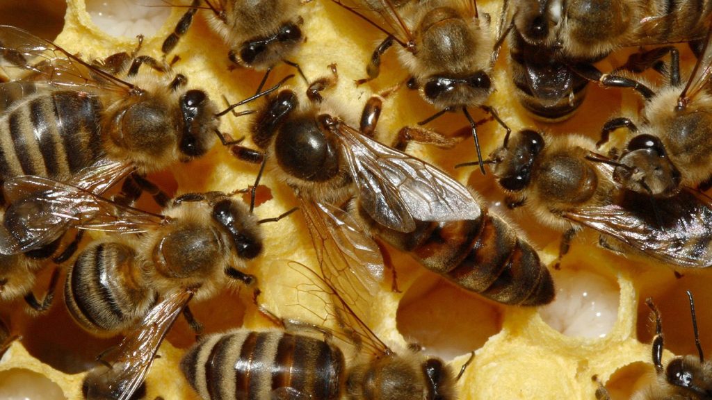 Σμήνος από μέλισσες καθυστέρησε πτήση για πάνω από τέσσερις ώρες (βίντεο)