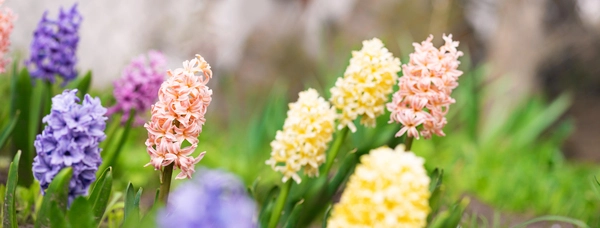 Αυτά είναι τα δέκα πιο ευωδιαστά λουλούδια για να φυτέψεις στο κήπο σου