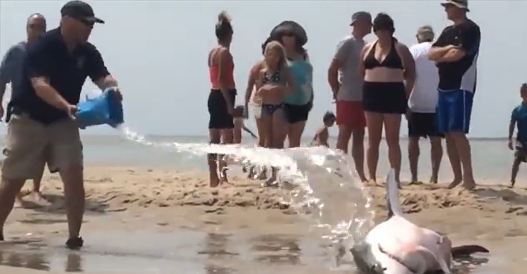 ΗΠΑ: Λευκός καρχαρίας βγήκε σε παραλία κυνηγώντας γλάρο – Τον έσωσαν οι λουόμενοι (βίντεο)