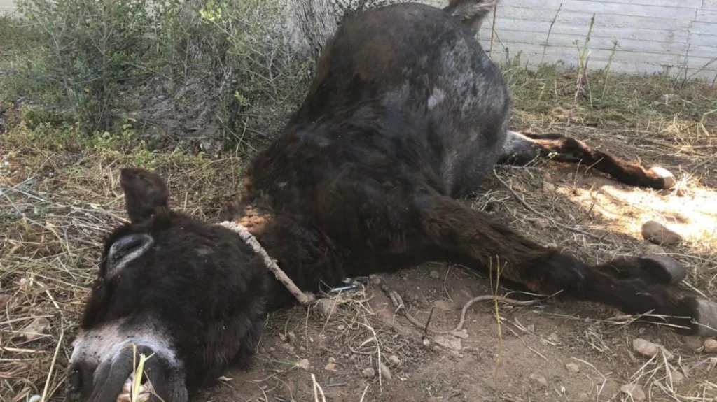 Κτηνωδία στο Κορωπί: Άφησαν γαϊδουράκι δεμένο, μπλέχτηκε στο σχοινί του και πέθανε (φωτο)