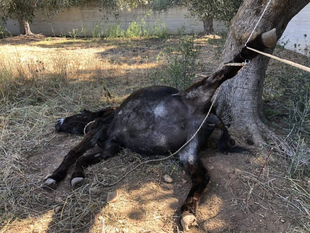 Κορωπί: Πρόστιμο 30.000€ στον 75χρονο ιδιοκτήτη του γαϊδουριού που μπλέχτηκε στο σκοινί του και πέθανε (φώτο)