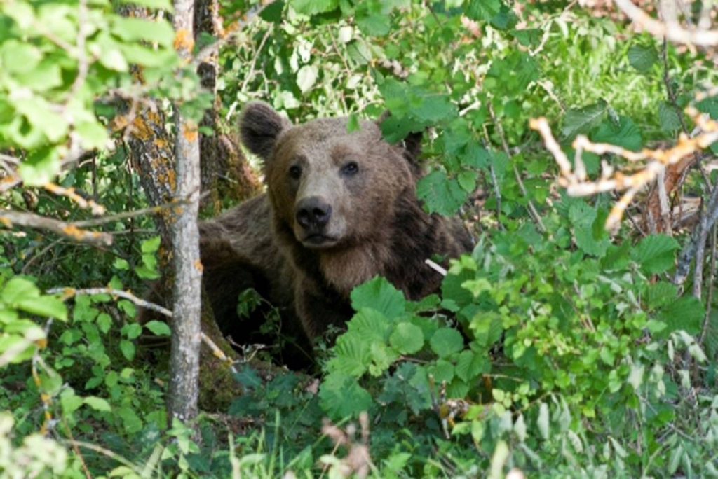 Λάρισα: Αρκούδα πιάστηκε σε παράνομη παγίδα για αγριογούρουνα – Μάσησε τον κορμό του δέντρου για να απελευθερωθεί