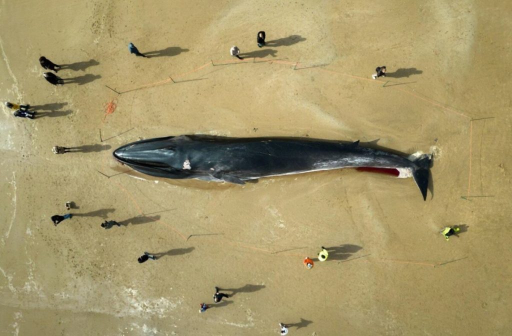 Βρετανία: Κουφάρι φάλαινας 30 τόνων σε παραλία έγινε τουριστική ατραξιόν (βίντεο)