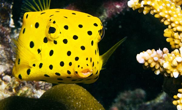 Boxfish: Το παράξενο ορθογώνιο ψάρι που μοιάζει με κουτί! (φωτο)