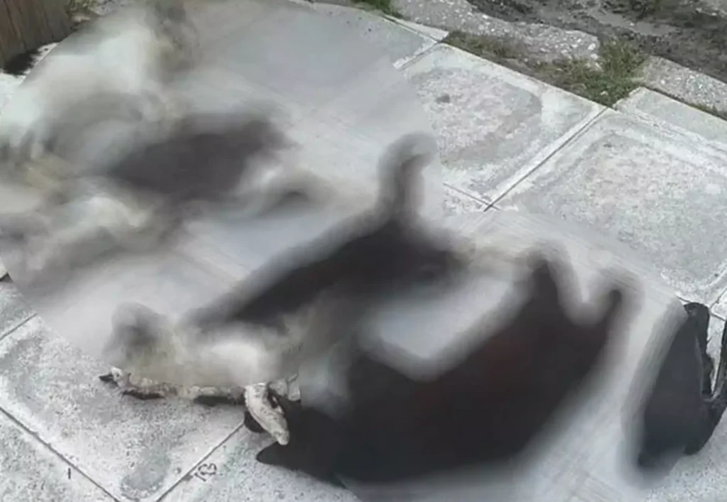 Νέες εικόνες κτηνωδίας στη Λάρισα: Σκότωσαν με φόλες γάτες και περιστέρια (φωτο)