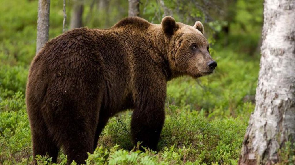Χαλκιδική: Οι κάτοικοι κάνουν… περιπολίες για να διώξουν αρκούδες που κατεβαίνουν στον Ταξιάρχη