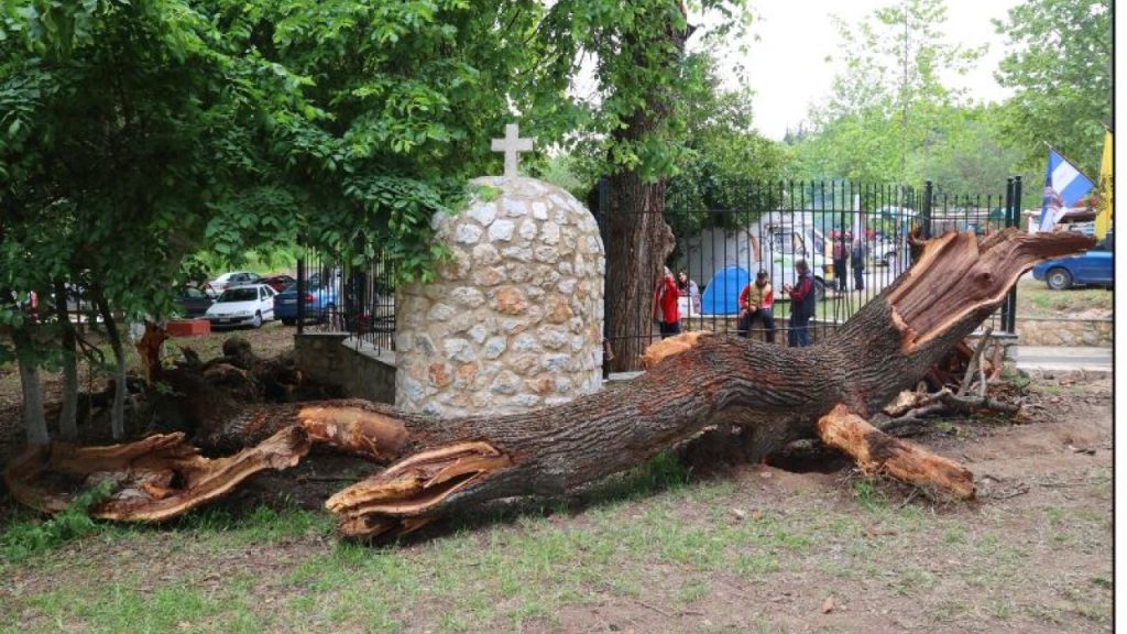 Λάρισα: Ξεριζώθηκε από τον άνεμο το περιβόητο δέντρο το οποίο έβγαζε υγρό που έμοιαζε… με αίμα (φώτο)