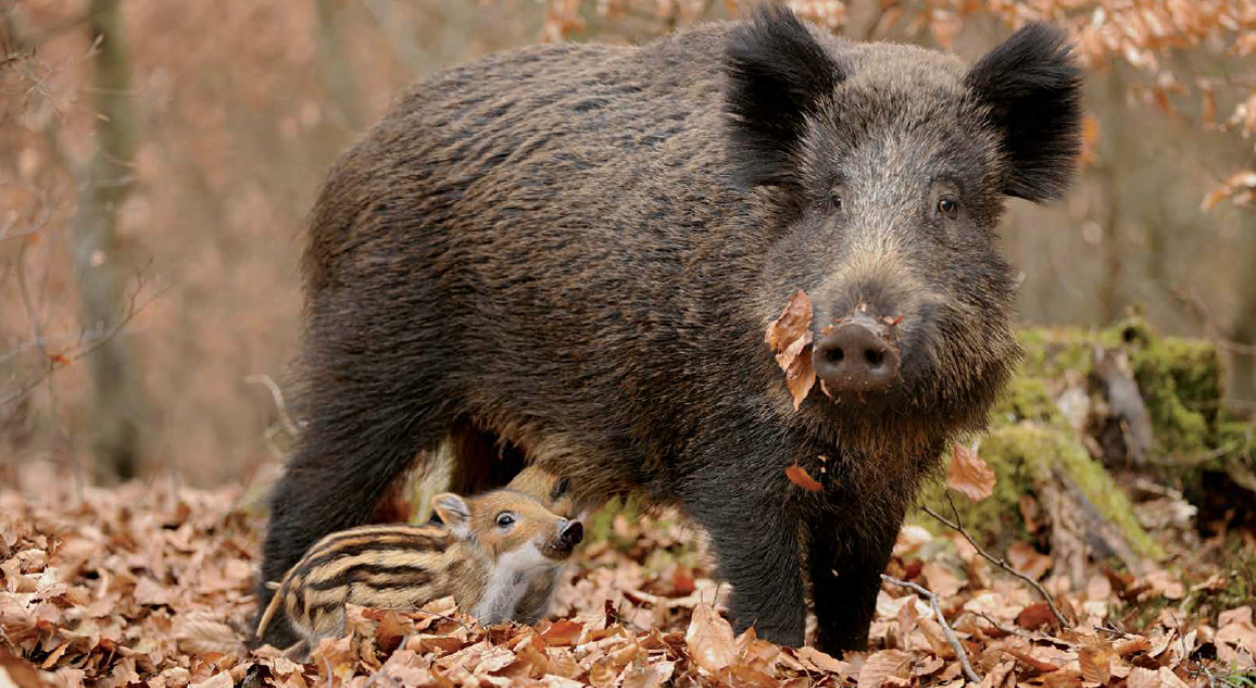 Η Φθιώτιδα γέμισε αγριογούρουνα – «Κόβουν» βόλτα ανάμεσα σε ανθρώπους και αυτοκίνητα (βίντεο)