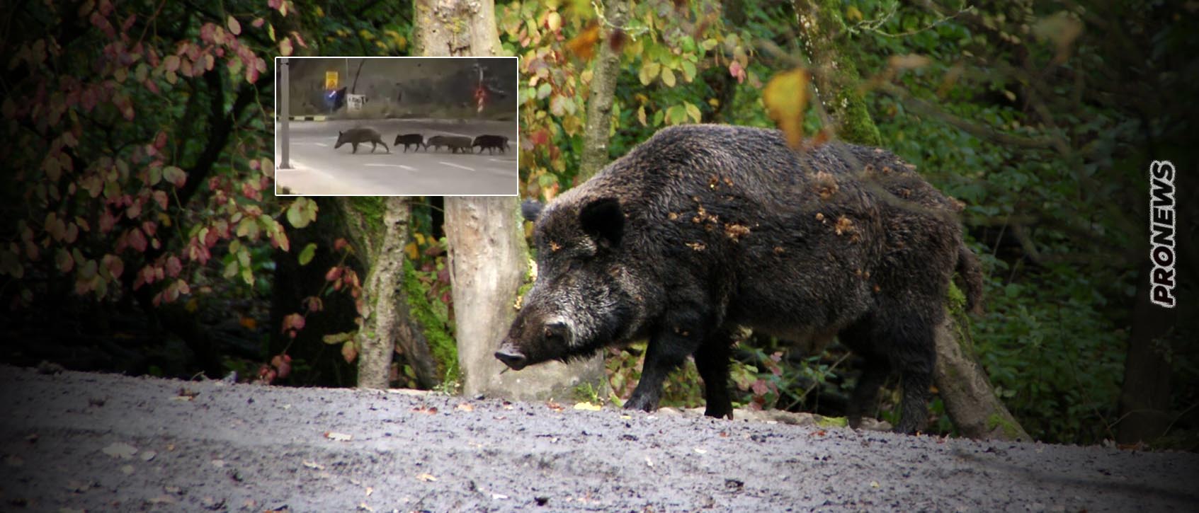 Λαμία: Τα αγριογούρουνα έχουν «πλημμυρίσει» την πόλη – Κάνουν βόλτα ανενόχλητα μέσα στους δρόμους