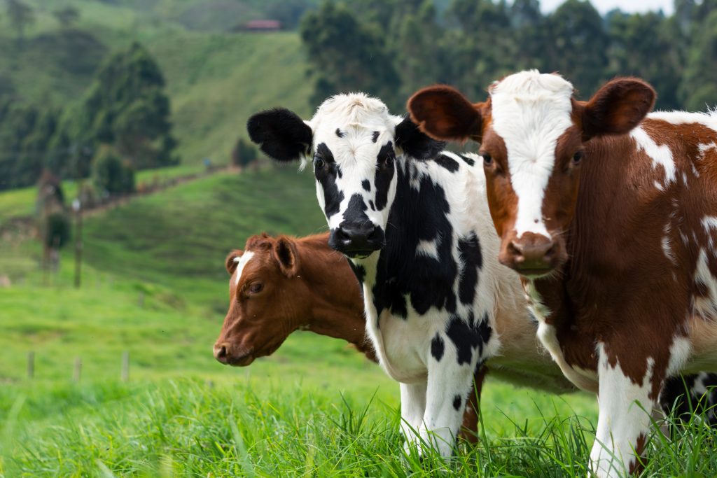 Nότια Ευρώπη: Θανατηφόρα νόσος των βοοειδών εντοπίστηκε για πρώτη φορά