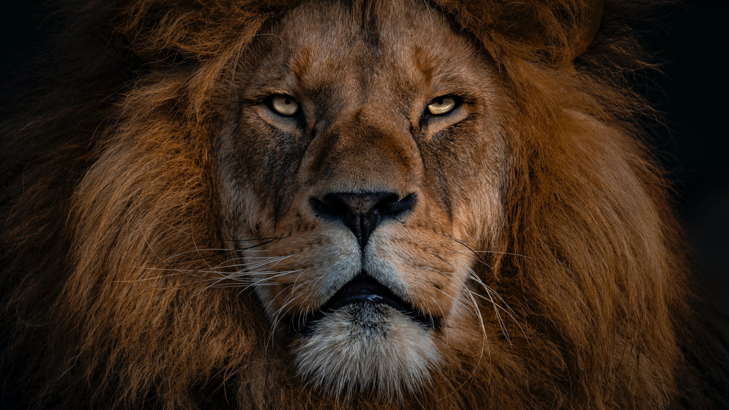 Κένυα: Οι Μασάι σκότωσαν ένα από τα γηραιότερα λιοντάρια της Αφρικής
