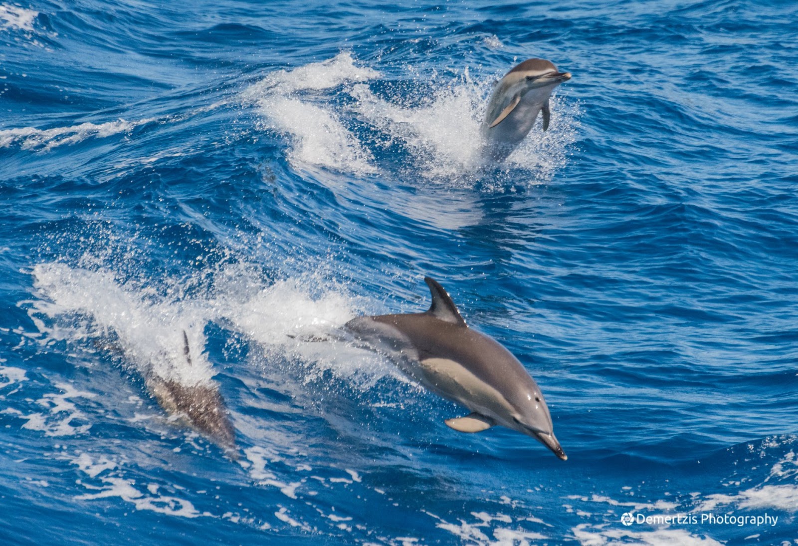 Νεκρό δελφίνι ξεβράστηκε στις ακτές της Σάμου – Είχε ακρωτηριαστεί η ουρά του (φώτο)