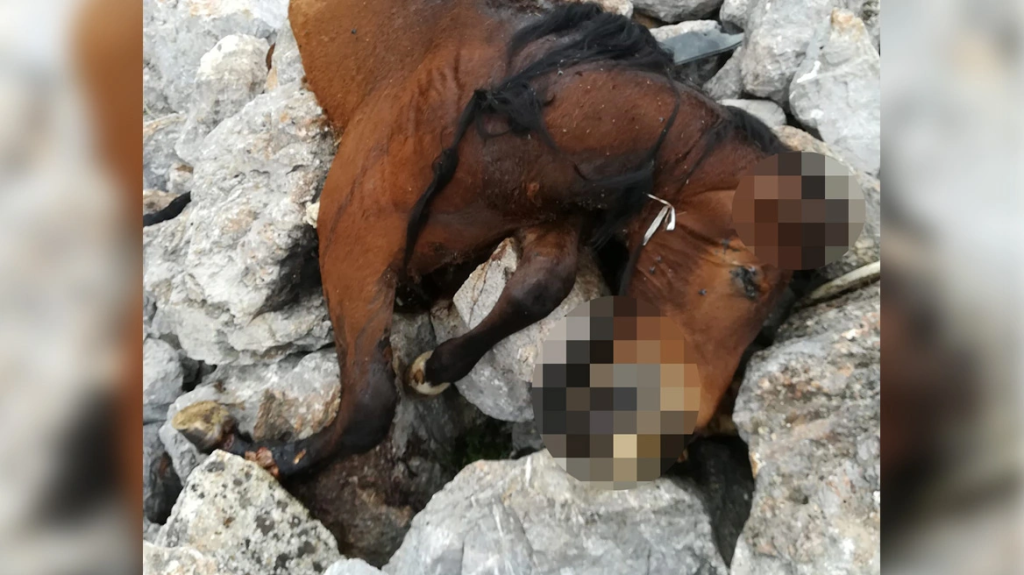 Εντοπίστηκαν νεκρά δύο άλογα σε γκρεμό στη δυτική Πάρνηθα – Τα πέταξαν ζωντανά; (φώτο)