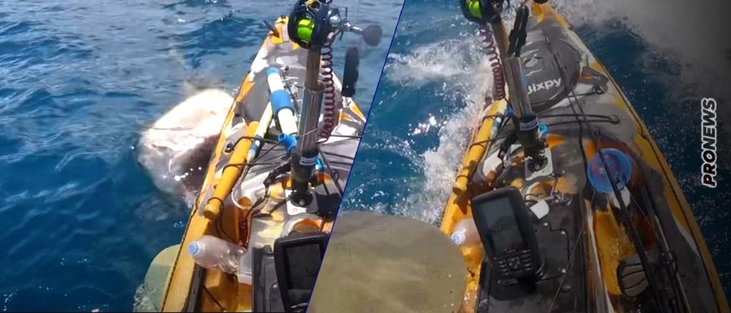 Χαβάη: Καρχαρίας – «τίγρης» επιτίθεται σε αλιευτικό – Τον κλώτσησε ο ψαράς και έφυγε (βίντεο)