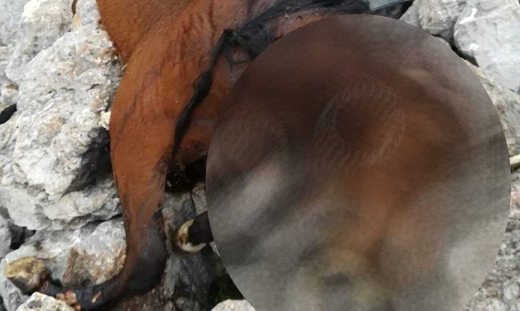 Σε εξέλιξη προανάκριση από την αστυνομία για τα νεκρά άλογα στην Πάρνηθα