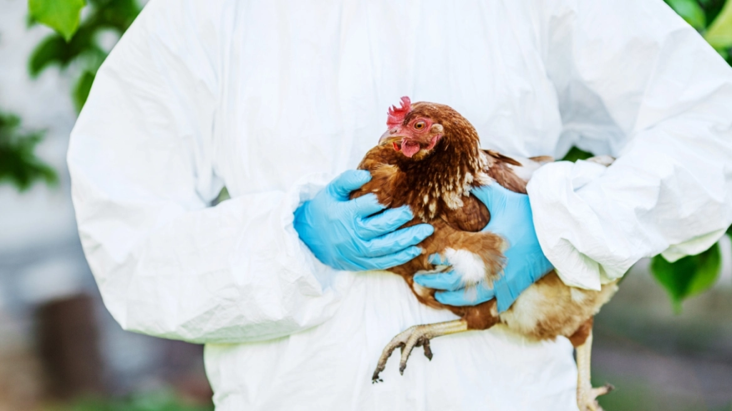 Θετικοί στη γρίπη των πτηνών δύο εργαζόμενοι σε βρετανικό πτηνοτροφείο