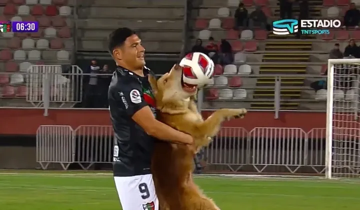 Χιλή: Σκύλος μπήκε σε γήπεδο και… άρπαξε την μπάλα (βίντεο)