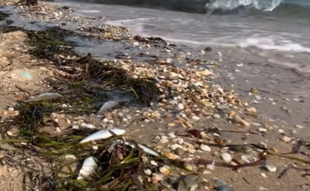 Θεσσαλονίκη: Δεκάδες νεκρά ψάρια εντοπίστηκαν στην απόληξη της τάφρου της Σίνδου (βίντεο)